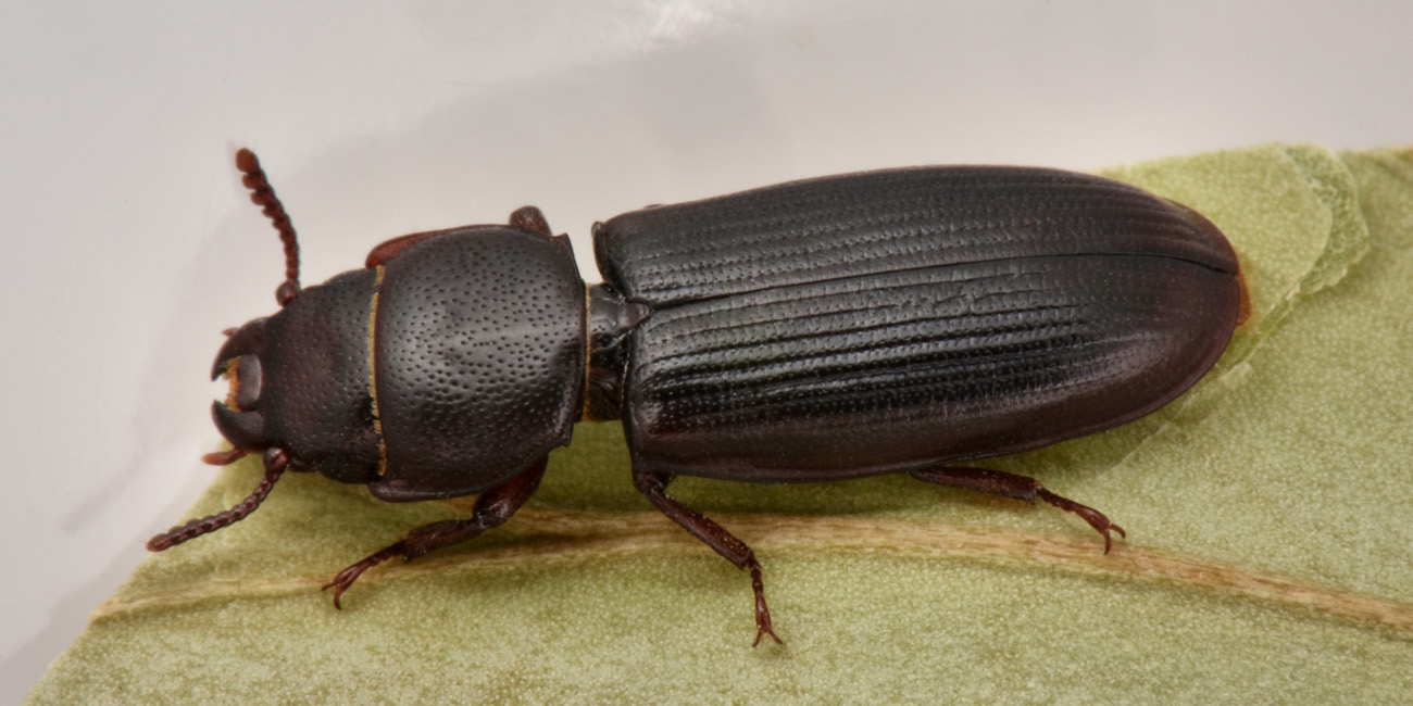 Trogositidae: Tenebroides sp?  S, Tenebroides cfr. mauritanicus